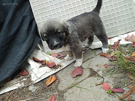 Kopek Diger Irklar Son 1 Disi Kaldi Sahibinden Comda 973751676