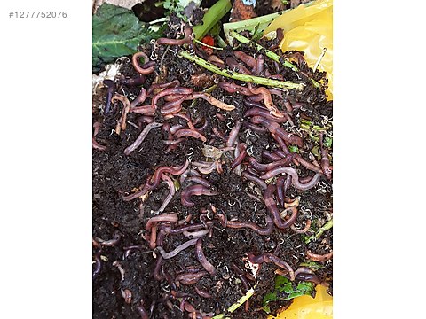 Pets & Livestock / Reptiles / Earthworm