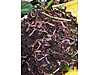 Pets & Livestock / Reptiles / Earthworm