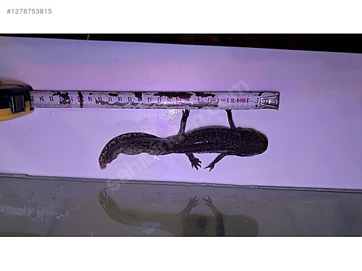 Hayvanlar Alemi / Sürüngenler / Semender