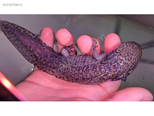 Hayvanlar Alemi / Sürüngenler / Semender