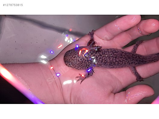 Hayvanlar Alemi / Sürüngenler / Semender