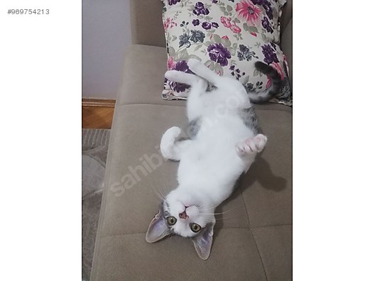 Kedi Tekir Kedi Sahiplendirme Sahibinden Comda 969754213