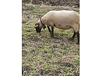 havza satilik kucukbas hayvanlar ilanlari ve fiyatlari sahibinden com da