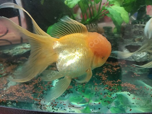 Ispan anal porno Ikki uyatchan qiz porno