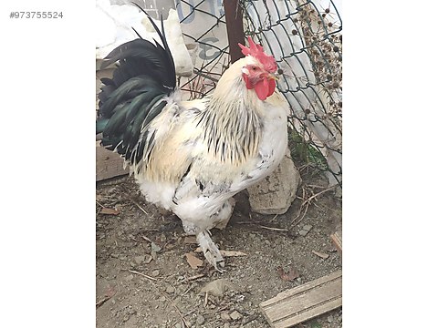roosters sahibinden satilik birahma horoz meraklisina at sahibinden com 973755524