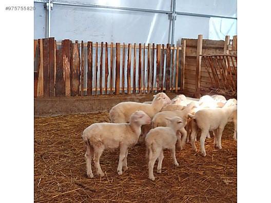 koyun satilik kuzulu koyun sahibinden comda 975755820