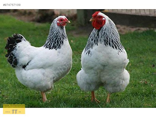 tavuk ureticiden sussex sahibinden comda 974757109 tavuk ureticiden sussex sahibinden comda 974757109