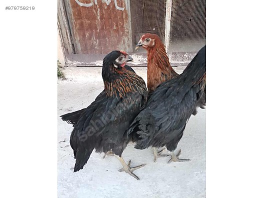 tavuk ataks yumurta tavugu adrese teslim kapida odeme kolayligi sahibinden comda 979759219