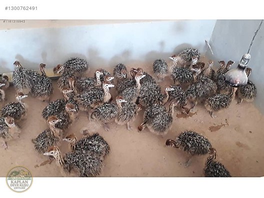 Devekuşu / devekuşu yavrusu aşılı sahibinden.comda - 1300762491