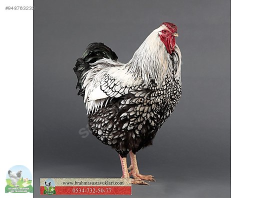 tavuk silver wyandotte civciv yumurta istanbul sus tavuklari sahibinden comda 948763232