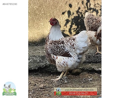 tavuk splash wyandotte civciv yumurta istanbul sus tavuklari sahibinden comda 948765280