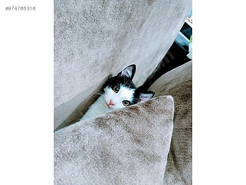 kedi tekir izmir yuva ariyor sahibinden comda 974765316 kedi tekir izmir yuva ariyor sahibinden comda 974765316