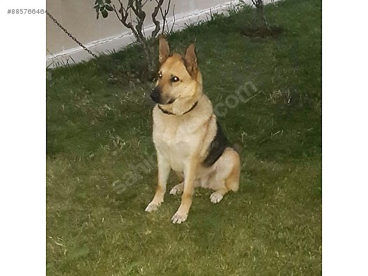Kopek Alman Coban Alman Kurdu Lucky Alman Kurdu Ucretsiz Sahibinden Comda 885766464