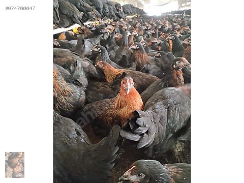 Gtm Jchzi9s9gm Gtm Jchzi9s9gm