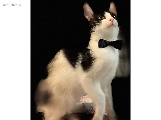 Cats Tuxedo En Yakisikli Smokin Cok Sevecen 2 5 Aylik Erkek Kedi Yavrusu At Sahibinden Com 962767529