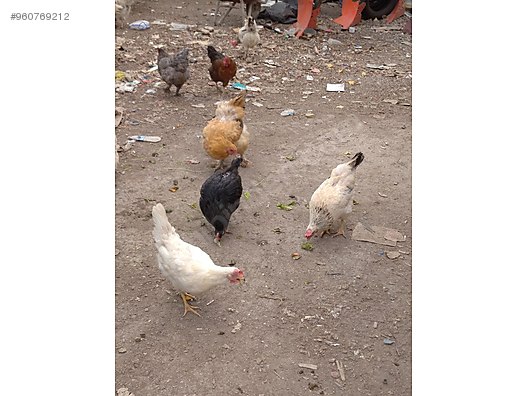 Tavuk Organik Koy Tavuklari Sahibinden Comda 960769212 Tavuk Organik Koy Tavuklari Sahibinden Comda 960769212