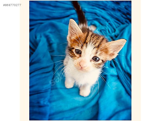 Kedi Tekir Istanbul 1 5 Aylik Cookie Bebek Sahibinden Comda 868770277