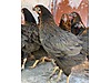 Pets & Livestock / Poultry & Fowl / Chickens