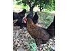 Pets & Livestock / Poultry & Fowl / Chickens
