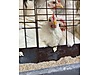 Pets & Livestock / Poultry & Fowl / Chickens