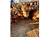 Pets & Livestock / Poultry & Fowl / Chickens