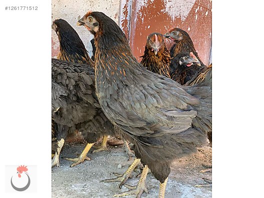 Pets & Livestock / Poultry & Fowl / Chickens