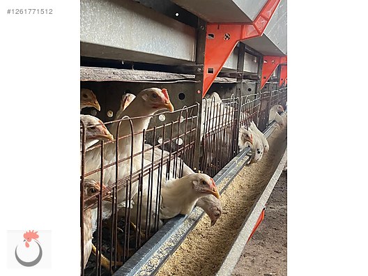 Pets & Livestock / Poultry & Fowl / Chickens