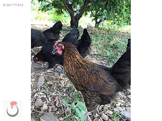 Pets & Livestock / Poultry & Fowl / Chickens