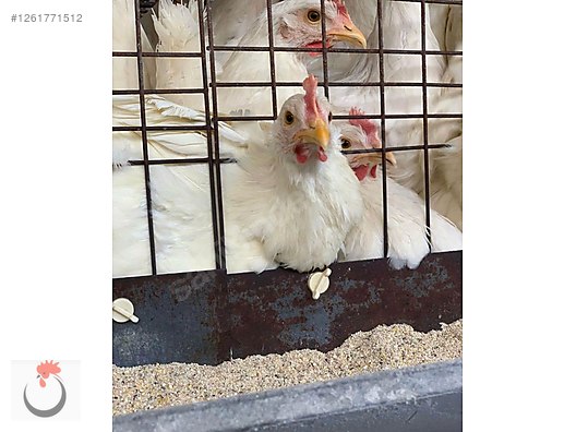 Pets & Livestock / Poultry & Fowl / Chickens