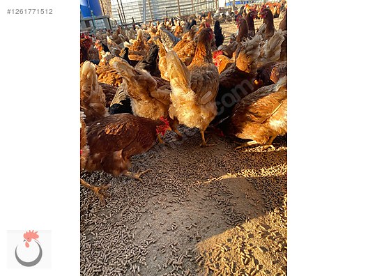 Pets & Livestock / Poultry & Fowl / Chickens