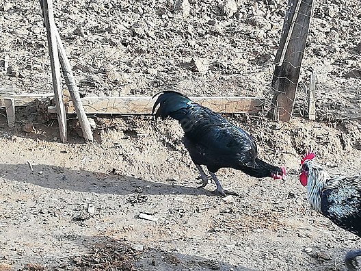 tavuk orjibal australorp tavuk horoz 12 1 sahibinden comda 978772600 tavuk orjibal australorp tavuk horoz 12 1 sahibinden comda 978772600