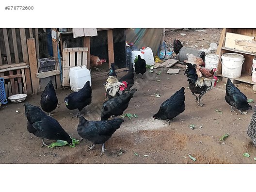 tavuk orjibal australorp tavuk horoz 12 1 sahibinden comda 978772600 tavuk orjibal australorp tavuk horoz 12 1 sahibinden comda 978772600