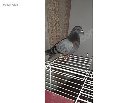 guvercin posta guvercini sahibinden comda 982772911 guvercin posta guvercini sahibinden comda 982772911