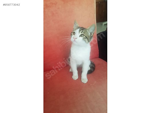 Kedi Tekir Izmir Yavru Kedi Sahibinden Comda 958773042