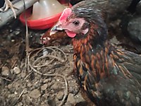 Arnavutkoy Satilik Tavuk Cinsleri Ve Fiyatlari Sahibinden Com Da Arnavutkoy Satilik Tavuk Cinsleri Ve Fiyatlari Sahibinden Com Da