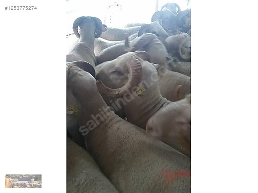 Pets & Livestock / Small Livestock / Rams