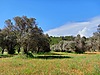 URLA BİRGİ'DE 500 METRE ANA YOL CEPHELİ SATILIK ZEYTİNLİKTARLASI