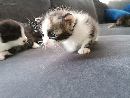 Ankara Sahibinden Kedi
