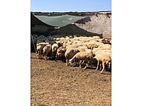 22 TANE MÜKEMMEL KALİTE KOYUNLARIM SATILIR ACİLİYETİ VAR #1283778133