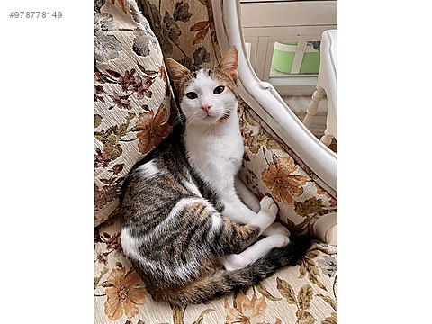 kedi tekir 7 aylik badem oglana omurluk yuva ariyoruz sahibinden comda 978778149 kedi tekir 7 aylik badem oglana omurluk yuva ariyoruz sahibinden comda 978778149