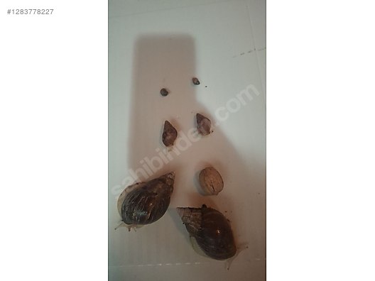 Hayvanlar Alemi / Böcekler / Diğer Türler