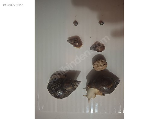 Hayvanlar Alemi / Böcekler / Diğer Türler