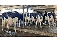 KREDİYE UYGUN AMERİKAN MENŞEİLİ SÜT İNEKLERİ #1213778499