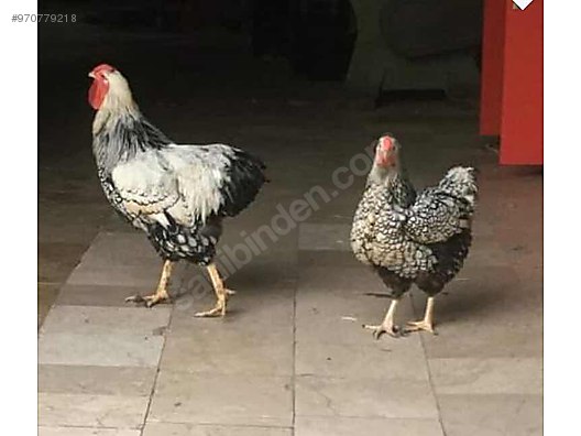 Tavuk 1 1 Silver Wyandotte Takim Sahibinden Comda 970779218 Tavuk 1 1 Silver Wyandotte Takim Sahibinden Comda 970779218