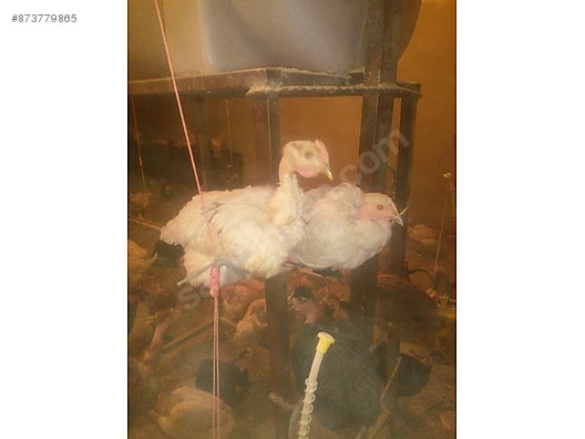 Tavuk Kuluckalik Turken Yumurta Sahibinden Comda 873779865 Tavuk Kuluckalik Turken Yumurta Sahibinden Comda 873779865