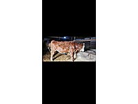 YAŞINDA DANA A KALİTE 4 TANE SATILIK ACİL UYGUN TANE SATIŞ VAR #1283780931