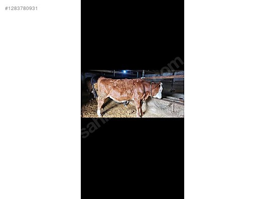 Hayvanlar Alemi / Büyükbaş Hayvanlar / İnek