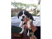 Sockxlmfo5wp1m Sockxlmfo5wp1m