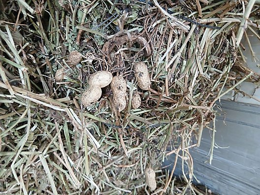 Pets & Livestock / Foods & Feeds / Small & Large Livestock / Feed